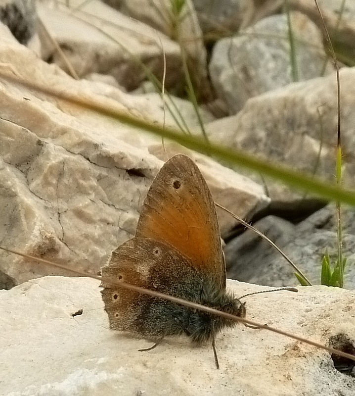 Le Coenonympha dell''Italia centrale